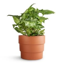 Syngonium Nephthytis Arrow - Arrow Plant -HousePlants Shop Syngonium nephthytis Arrow Arrow Plant 12x25cm Boston Tiered Plant Pot Terracotta 16.5x14cm ac8d8d63 258c 4789 9c4c 545136e19f3a