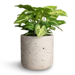 Syngonium Nephthytis Arrow - Arrow Plant -HousePlants Shop Syngonium nephthytis Arrow Arrow Plant 12x25cm Charlie Plant Pot Grey Washed 15x15cm