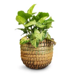 Syngonium Nephthytis Arrow - Arrow Plant -HousePlants Shop Syngonium nephthytis Arrow Arrow Plant 12x25cm Jane Plant Baskets Set5 Jungle