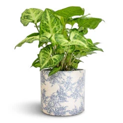 Lazzaro Plant Pot - Vintage Foliage -HousePlants Shop Syngonium nephthytis Arrow Arrow Plant 12x25cm Lazzaro Plant Pot Vintage Foliage 15x13cm 5ad375b8 0087 48fe a05d 07638e83d357