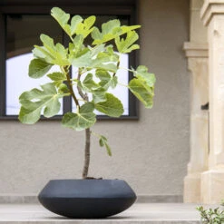 Tara Natural Bowl Planter - Black -HousePlants Shop TaraNaturalPlanter Black 2