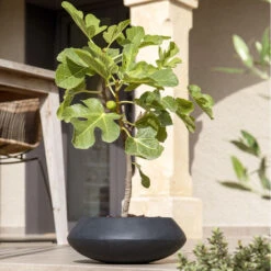 Tara Natural Bowl Planter - Black -HousePlants Shop TaraNaturalPlanter Black 3