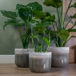 Tarra Plant Pot - Forest -HousePlants Shop Tarra1