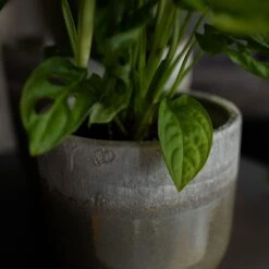 Tarra Plant Pot - Forest -HousePlants Shop Tarra2