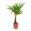 Trachycarpus Fortunei - Windmill Palm -HousePlants Shop Trachycarpus fortunei Windmill Palm 21x75cm