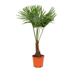 Trachycarpus Fortunei - Windmill Palm -HousePlants Shop Trachycarpus fortunei Windmill Palm 27x115cm