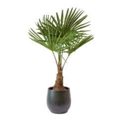 Trachycarpus Fortunei - Windmill Palm -HousePlants Shop Trachycarpus fortunei Windmill Palm Esra Dark Green Plant Pot