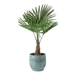 Trachycarpus Fortunei - Windmill Palm -HousePlants Shop Trachycarpus fortunei Windmill Palm Evi Antique Bronze Plant Pot
