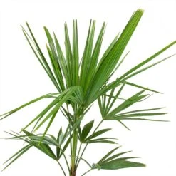 Trachycarpus Fortunei - Windmill Palm -HousePlants Shop Trachycarpus fortunei Windmill Palm Leaves