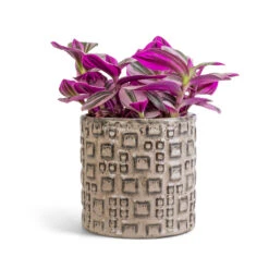 Fiene Plant Pot - Grey 11 Fiene Plant Pot - Grey -HousePlants Shop Tradescantia albiflora Nanouk Fantasy Venice 12x20cm Fiene Plant Pot Grey 14x14cm