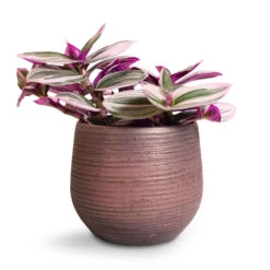 Lydia Plant Pot - Shiny Purple -HousePlants Shop Tradescantia albiflora Nanouk Fantasy Venice 12x20cm Lydia Plant Pot Shiny Purple 15x13cm