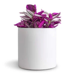 Puk Essentials Planter - Matt White -HousePlants Shop Tradescantia albiflora Nanouk Fantasy Venice 12x20cm Puk Essentials Planter Matt White 15x15cm dd64377e 9d7b 4047 88a3 a6711f9be8f3
