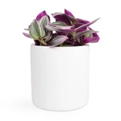 Puk Essentials Planter - Matt White -HousePlants Shop Tradescantia albiflora Nanouk Fantasy Venice 12x20cm Puk Planter Matt White 15x15cm 2940d00b 6251 497d 9103 546a7a0f0b47