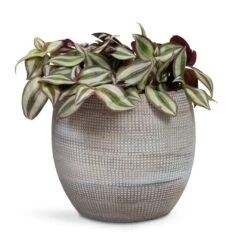 Dex Plant Pot - Earth -HousePlants Shop Tradescantia zebrina Inch Plant 12x10cm Dex Plant Pot Earth 19x16cm 6f8f2394 de96 4614 87e6 9cc037320325