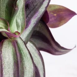 Tradescantia Zebrina - Inch Plant 17 Tradescantia Zebrina - Inch Plant -HousePlants Shop Tradescantia zebrina Inch Plant SWATCH 2