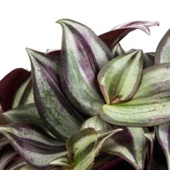 Tradescantia Zebrina - Inch Plant 19 Tradescantia Zebrina - Inch Plant -HousePlants Shop Tradescantia zebrina Inch Plant SWATCH