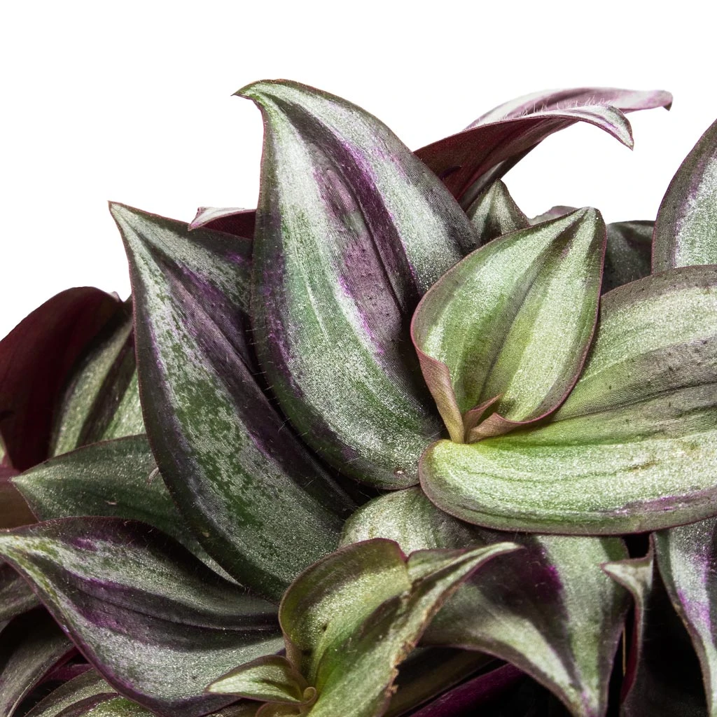 Tradescantia Zebrina - Inch Plant 10 Tradescantia Zebrina - Inch Plant - Image 8