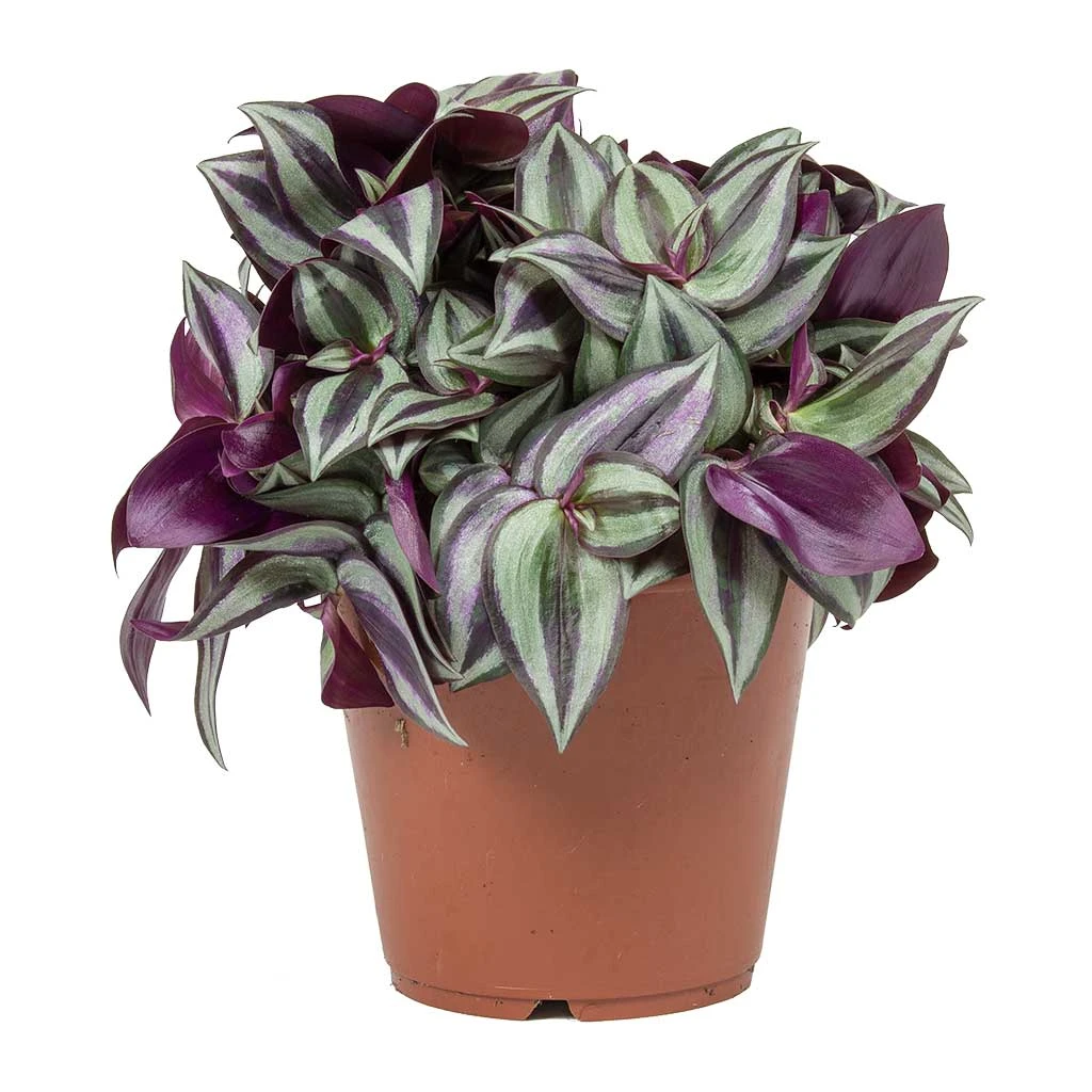 Tradescantia Zebrina - Inch Plant 5 Tradescantia Zebrina - Inch Plant - Image 3