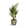 Washingtonia Robusta - Mexican Fan Palm -HousePlants Shop Washingtonia robusta Mexican Fan Palm 15x50cm Monza PlantPot Botanical Fern 17x17cm