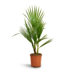 Washingtonia Robusta - Mexican Fan Palm -HousePlants Shop Washingtonia robusta Mexican Fan Palm 15x60cm