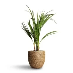 Cody Plant Pot - Straw Grass -HousePlants Shop Washingtonia robusta Mexican Fan Palm 15x60cm Cody Plant Pot Straw Grass 22x20cm d3f4bb83 8542 457f beb1 a8d44faa5594