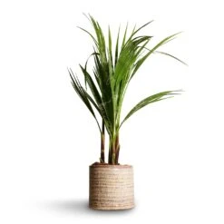 Washingtonia Robusta - Mexican Fan Palm -HousePlants Shop Washingtonia robusta Mexican Fan Palm 15x60cm Hera Plant Pot Ivory 17x16cm
