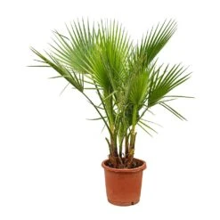 Washingtonia Robusta - Mexican Fan Palm -HousePlants Shop Washingtonia robusta Mexican Fan Palm