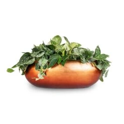 Metallic Boat Planter - Matt Copper -HousePlants Shop White Wonder Satin Pathos Metallic Boat Planter Matt Copper 56x23x20cm