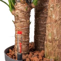 HousePlants Shop -HousePlants Shop Yucca HydroCare 22 19x140cm 3 Stems