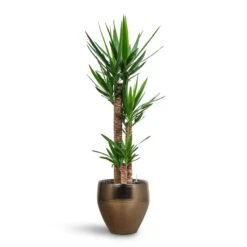 Yucca - HydroCare -HousePlants Shop Yucca HydroCare Amora Couple Planter Gold