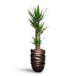 Yucca - HydroCare -HousePlants Shop Yucca HydroCare Gradient Lee Partner Planter Matt Coffee