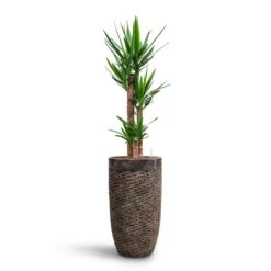 Yucca - HydroCare -HousePlants Shop Yucca HydroCare Luxe Lite Layer Partner Planter Bronze