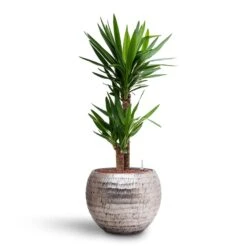 Yucca - HydroCare -HousePlants Shop Yucca Hydroculture 2 stems Opus Hammered Globe Planter Silver 40 x 32cm