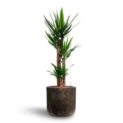 Luxe Lite Waterfall Cylinder Planter - Bronze -HousePlants Shop Yucca Hydroculture 3 stems Luxe Lite Waterfall Cylinder Planter Bronze 40 x 38cm 2477d1ca 08fe 4ea2 b1eb 6f900d67c1ac