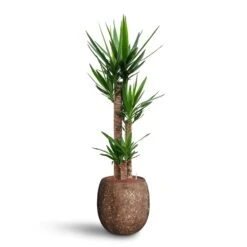 Yucca - HydroCare -HousePlants Shop Yucca Hydroculture 3 stems Polystone Coated Balloon Planter Rock 42 x 42cm