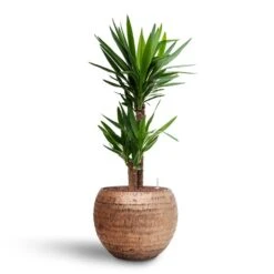 Opus Hammered Globe Planter - Gold 32 Opus Hammered Globe Planter - Gold -HousePlants Shop Yucca Hydroculture2 stems Opus Hammered Globe Planter Gold 40 x 32cm 62b5a80d 5151 4d41 823e bdd189740aa5
