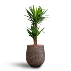 Yucca - HydroCare -HousePlants Shop Yucca Hydroculture2 stems Opus Hit Darcy Planter Gold 38 x 42cm