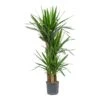 Yucca - HydroCare -HousePlants Shop Yucca Multi Stem Hydroculture Indoor Plant 3Stems