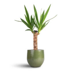 Zembla Plant Pot - Green -HousePlants Shop Yucca elephantipes Spineless Yucca 14x60cm Zembla Plant Pot Green 18x16cm