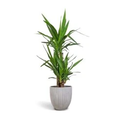 Yucca Elephantipes - Spineless Yucca 39 Yucca Elephantipes - Spineless Yucca -HousePlants Shop Yucca elephantipes Spineless Yucca 21x100cm 3 stems Lagos Plant Pot Cement 26x26cm e37531bc 122c 41f8 945b 3460f7b08555