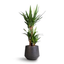 Raindrop Tube Round Planter - Anthracite -HousePlants Shop Yucca elephantipes Spineless Yucca 21x90cm Raindrop Tube Round Planter Anthracite