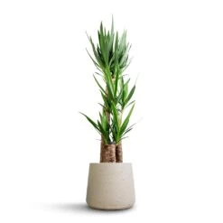 Patt Plant Pot - Grey Washed -HousePlants Shop Yucca elephantipes Spineless Yucca 27x140cm 3 stems Patt Plant Pot Grey Washed 34x29cm 630c5807 2666 4901 b81d 025acce65f5a