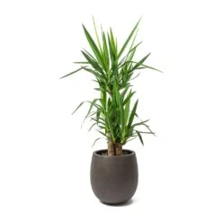 Grigio Balloon Plant Pot - Rusty Iron Concrete -HousePlants Shop Yucca elephantipes Spineless Yucca 3 Stems Balloon Plant Pot Rusty Iron Concrete 2aaaf54b 7013 45ba 9334 f2f97473ed8b
