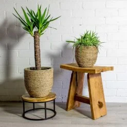 Cody Plant Pot - Straw Grass -HousePlants Shop Yucca elephantipes Spineless Yucca Chlorophytum Ocean Spider Plant Cody Plant Pot Straw Grass 7c812714 40f1 42bd bc28 b3f88032337c