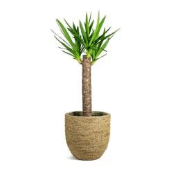 Cody Plant Pot - Straw Grass -HousePlants Shop Yucca elephantipes Spineless Yucca Cody Plant Pot Straw Grass a62888dd d2e3 44a6 9e26 51e52ee64fcf