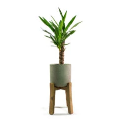 Charlie Plant Pot - Tall Stand - Grey Washed -HousePlants Shop Yucca elephantipes Spineless Yucca Patt Plant Pot Low Stand Black Washed