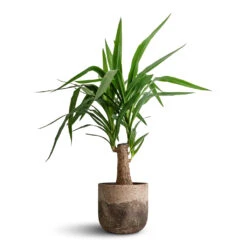 Yucca Elephantipes - Thick Trunk -HousePlants Shop Yucca elephantipes Thick Trunk 19x80cm Albero Plant Pot Cement 21x19cm 171f1f15 8768 47c8 a13a 77fac554ef3c