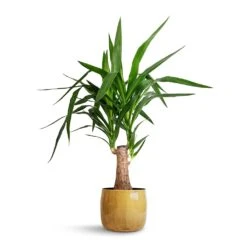 Yucca Elephantipes - Thick Trunk -HousePlants Shop Yucca elephantipes Thick Trunk 19x80cm Babet Plant Pot Camel 21x18cm 71ad2835 d46a 4342 8e6d cbdfe4ec2b83