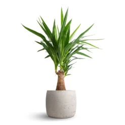 Yucca Elephantipes - Thick Trunk -HousePlants Shop Yucca elephantipes Thick Trunk 19x80cm Mini Valerie Plant Pot Grey Washed 28x22cm