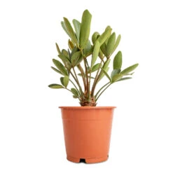Zamia Furfuracea - Cardboard Palm -HousePlants Shop Zamia furfuracea Cardboard Palm 12x45cm